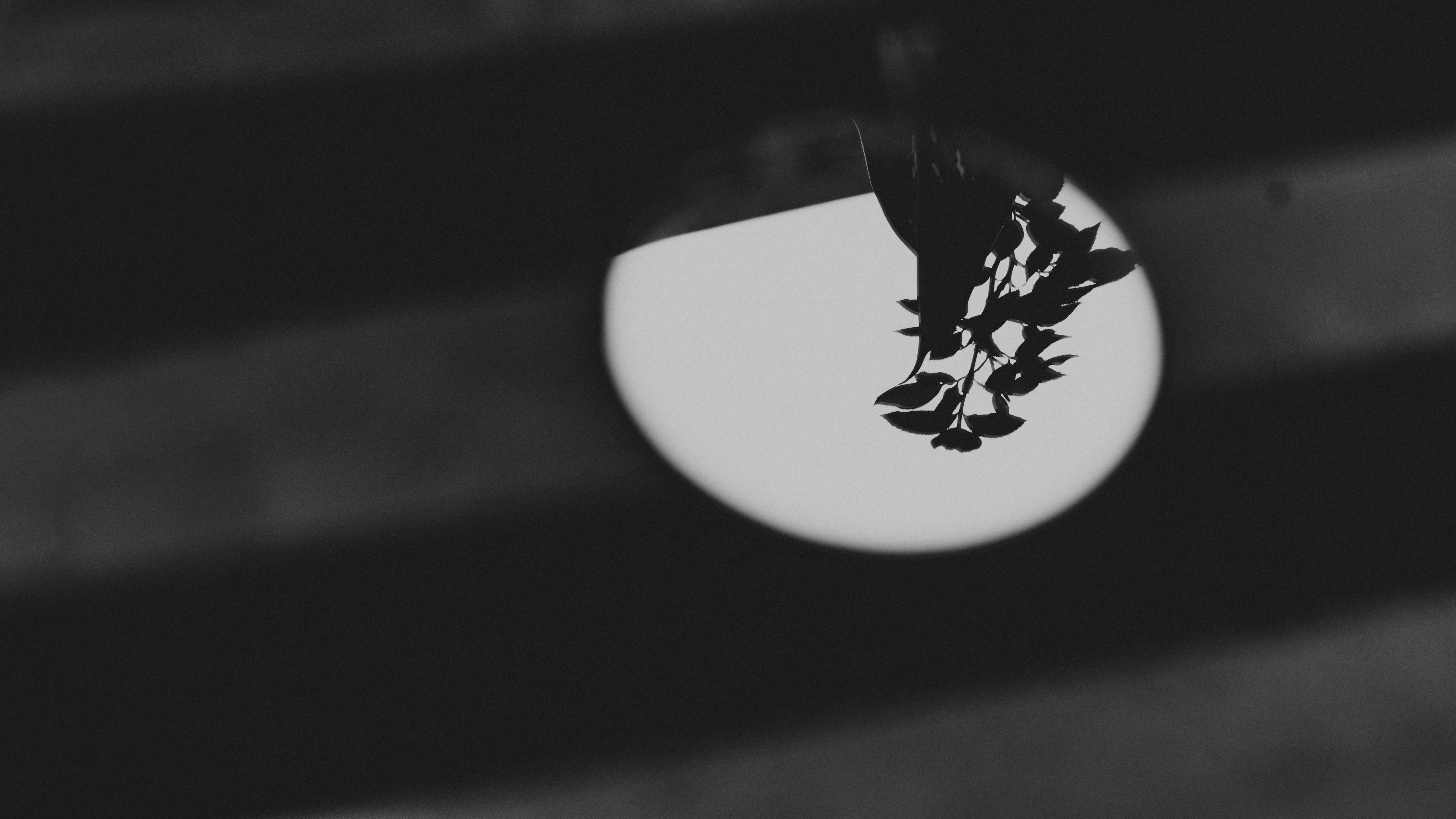 a black and white photo of a leaf on a plate